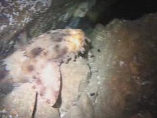 South West Rocks - Fishrock - diving trip