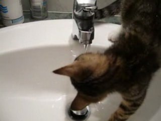 Pistache boit au robinet