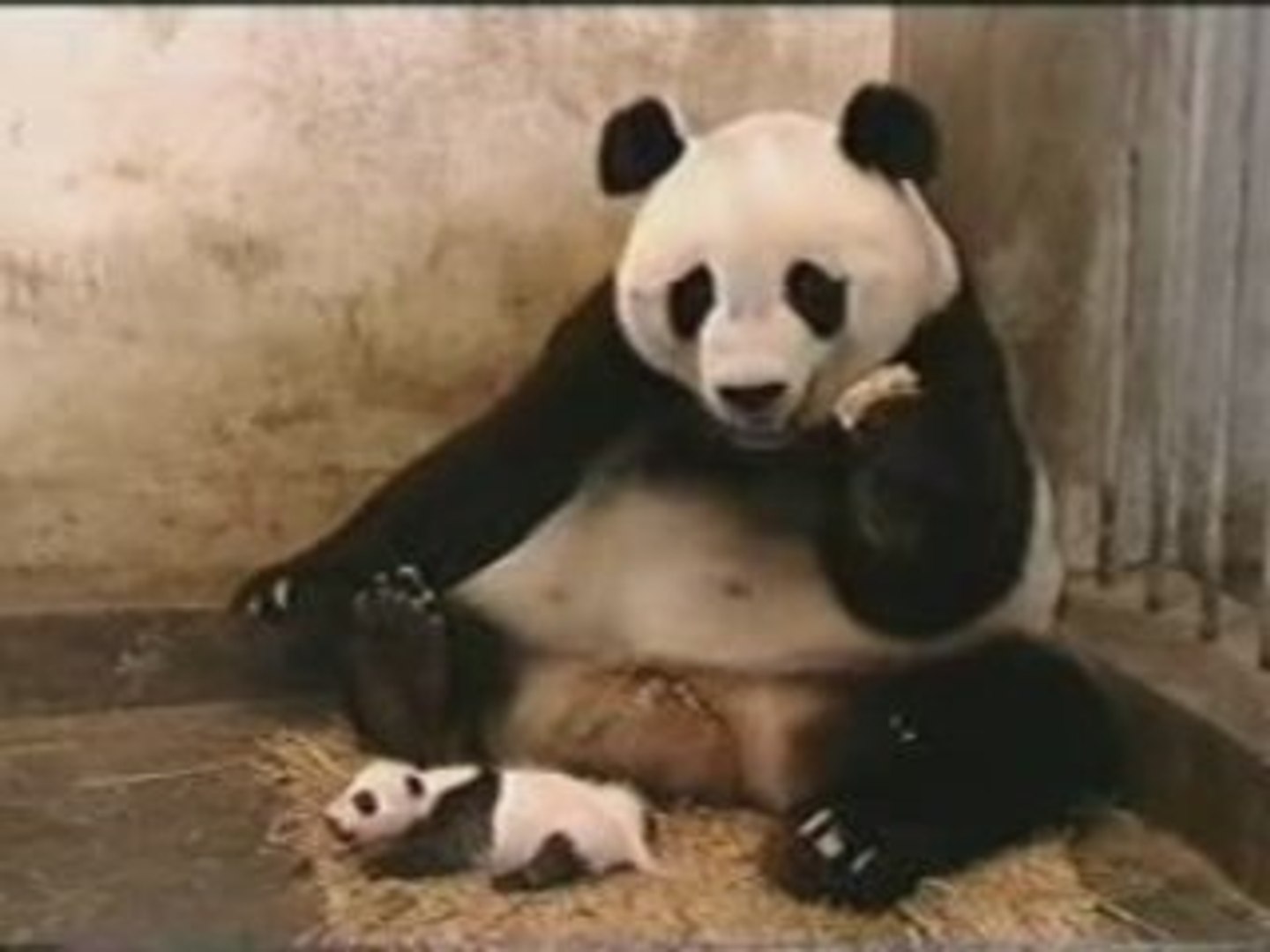Sneezing panda bear HILARIOUS - video Dailymotion