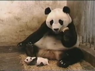 Sneezing panda bear HILARIOUS