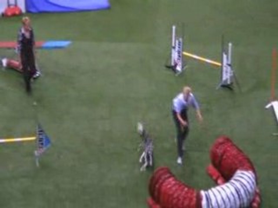 Border collie en M Championnat du monde d'agility