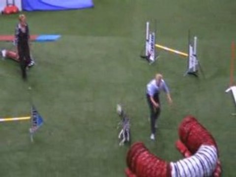 Border collie en M Championnat du monde d'agility