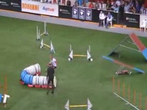 Shetland 1 Championnat du monde d'agility