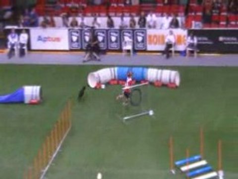 Kelpie noir Championnat du monde d'agility