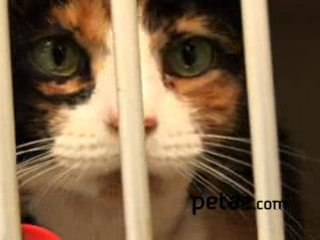 Dancing With the Stars' Carrie Ann Inaba for PETA2