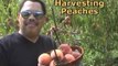 Harvesting Peaches