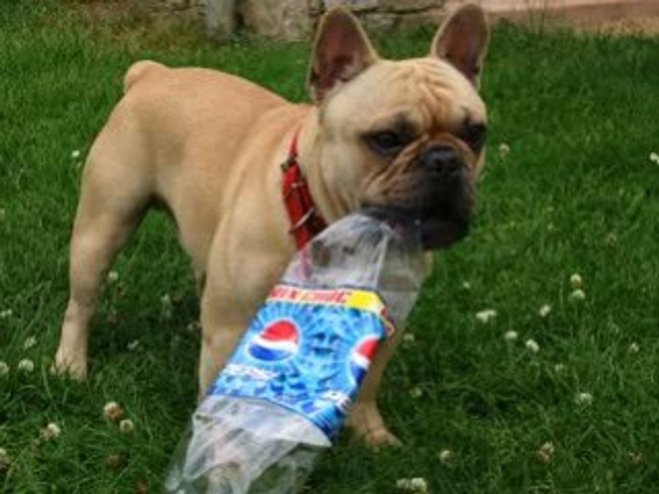 Sydney mon bouledogue français