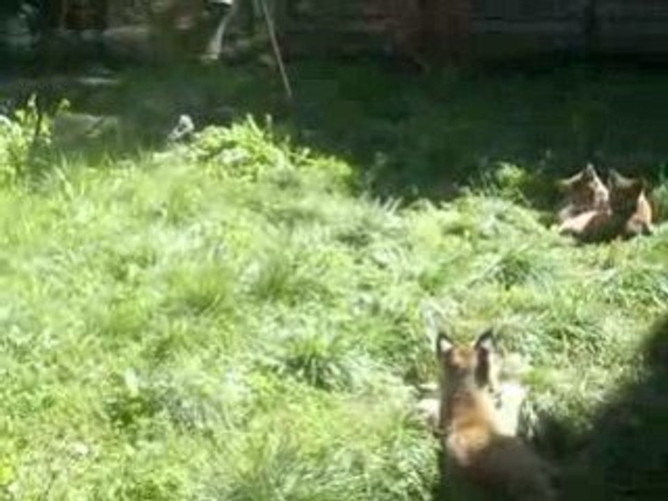 Lynx ( Bébés et Maman )
