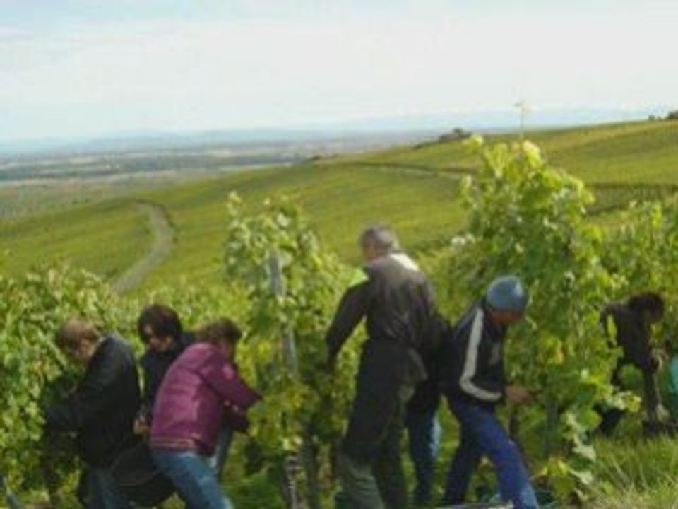 Vendanges2008