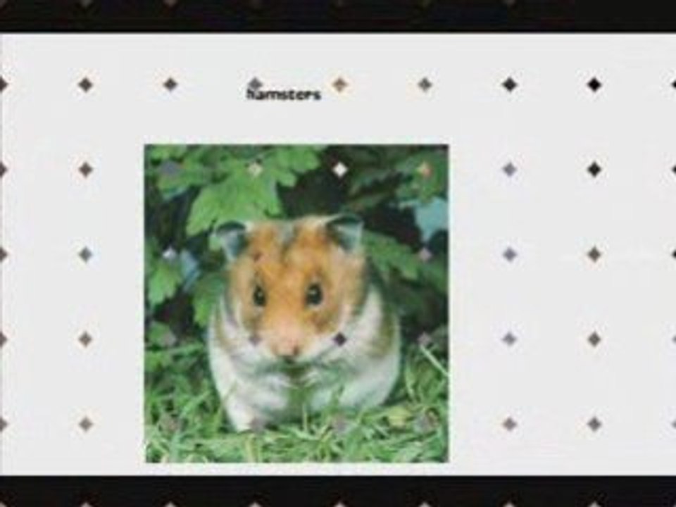 Pets 5_0001