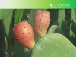 Cactus movie by Bio Serae Laboratories