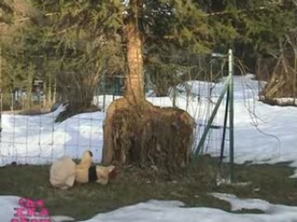 Nounours fait de la break dance