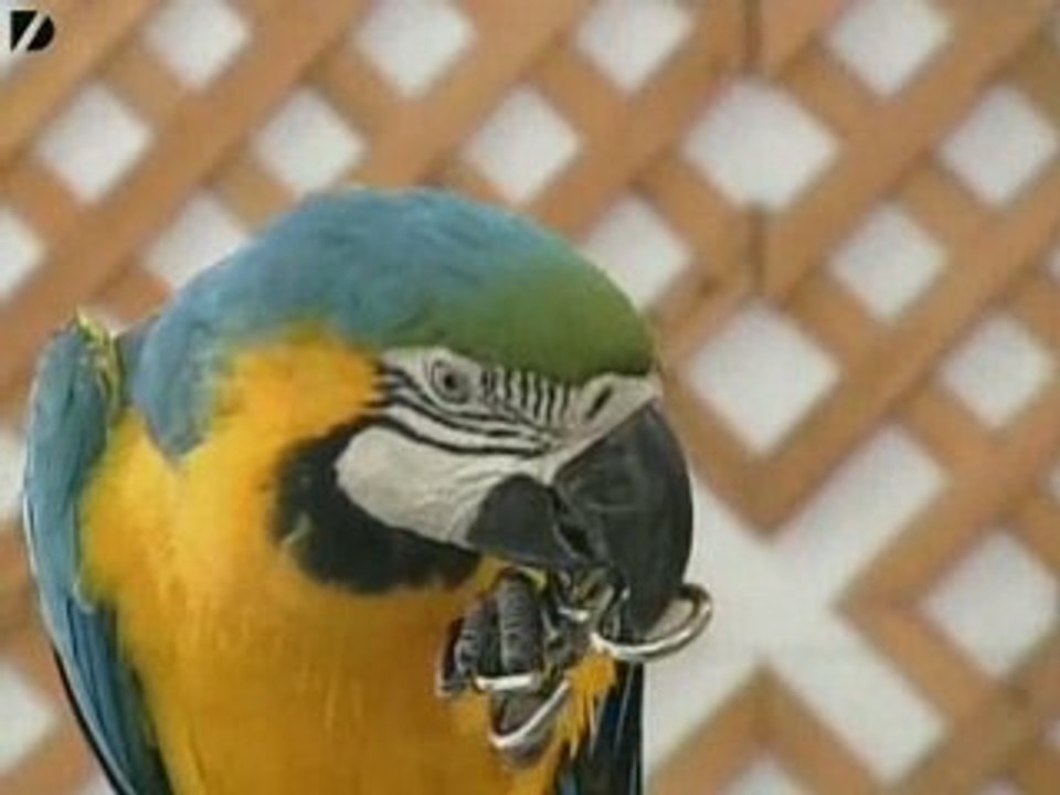 Parrot Beats People At Puzzles