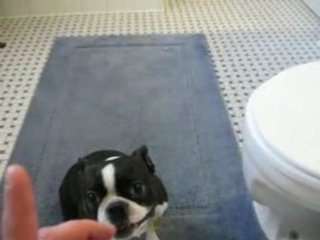 How high can a dog jump