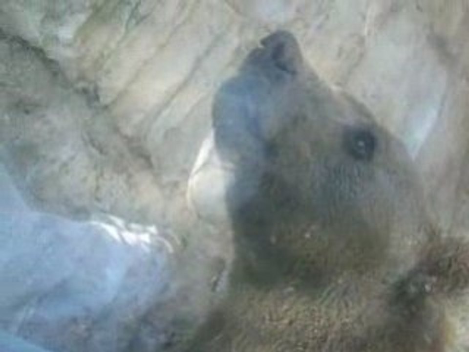 Ours Brun