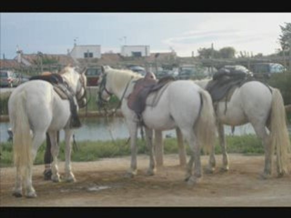 La camargue_0001