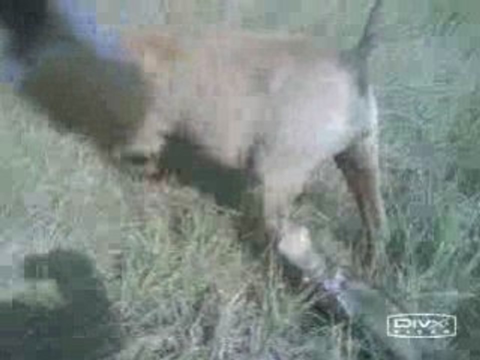 Kikoo attaque Pépette