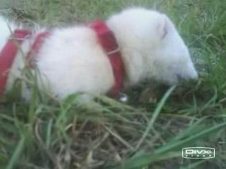 Une grosse limace au déjeuné de Ficelle