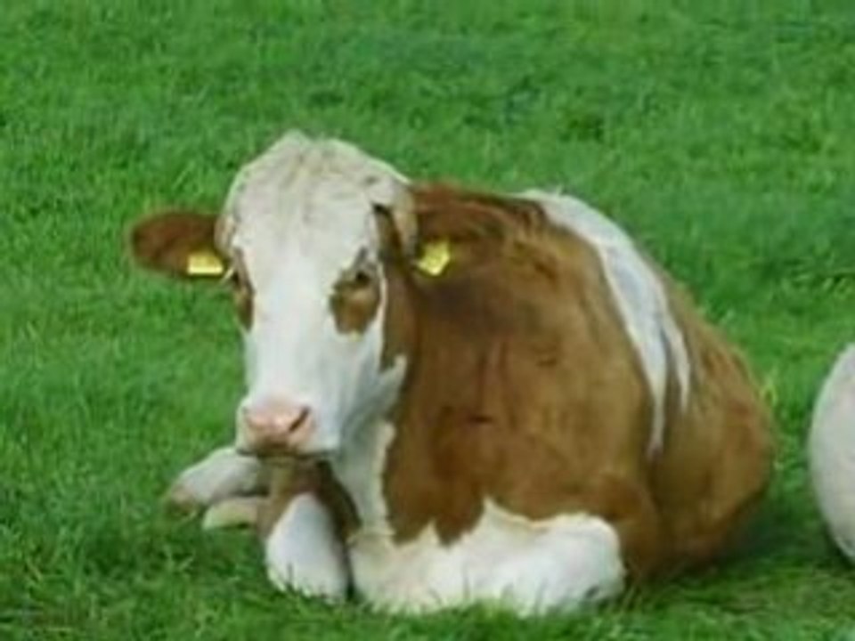 Schlafende kuh