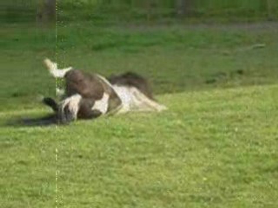 Hommage a Calin