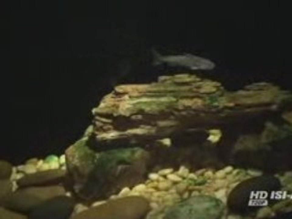 Le monde de l'océan en Asie - Siam Ocean World