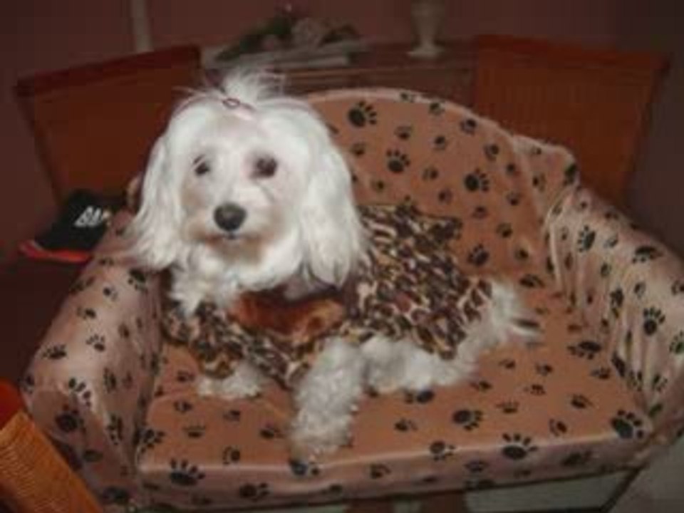 Lefki-Hunde-Modenshow-1_0001