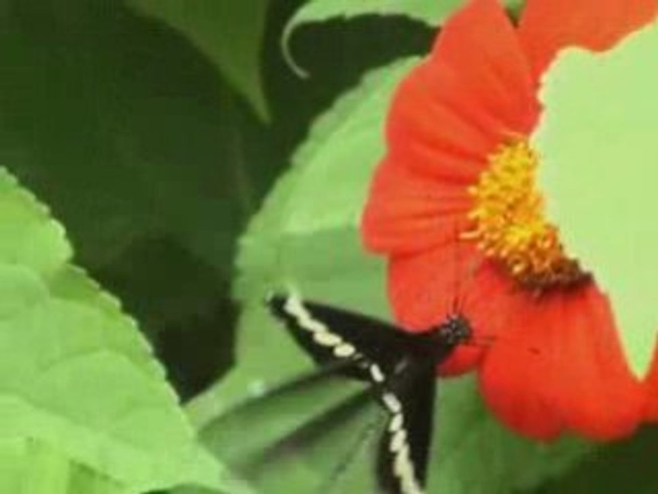 Grosse exclu Rohff Rim'k Sefyu TLF