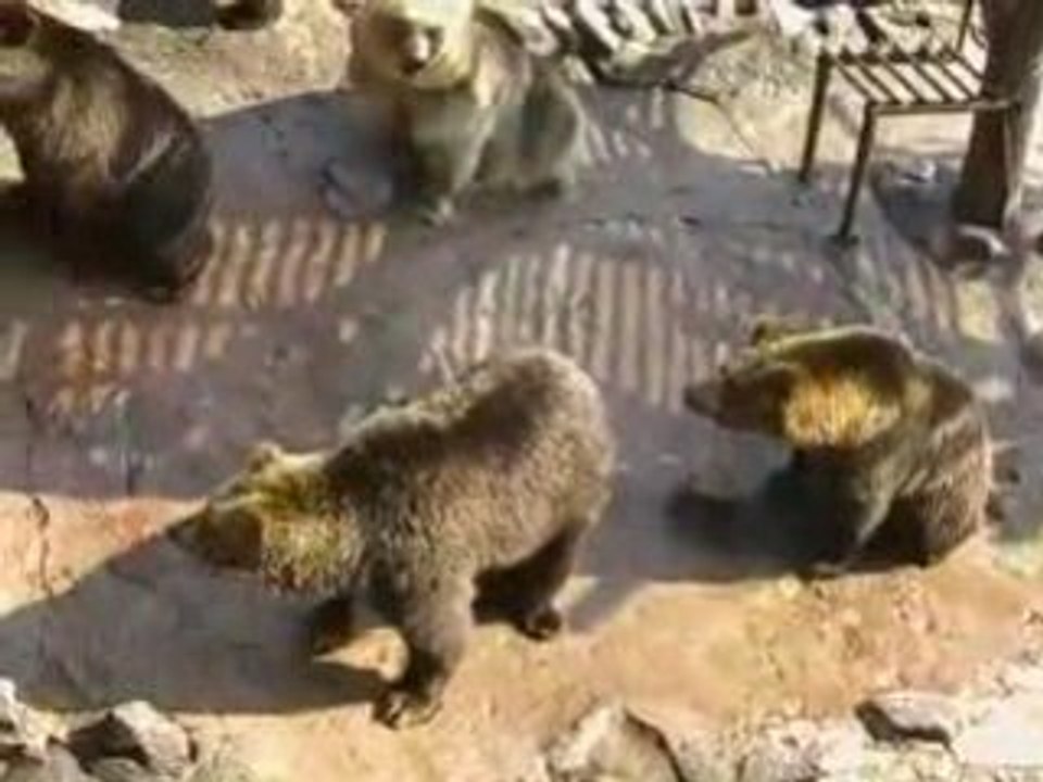Ours délirant dans un zoo Japonnais