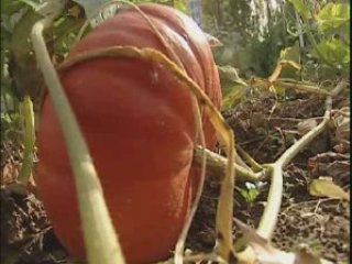 Marché bio-équitable