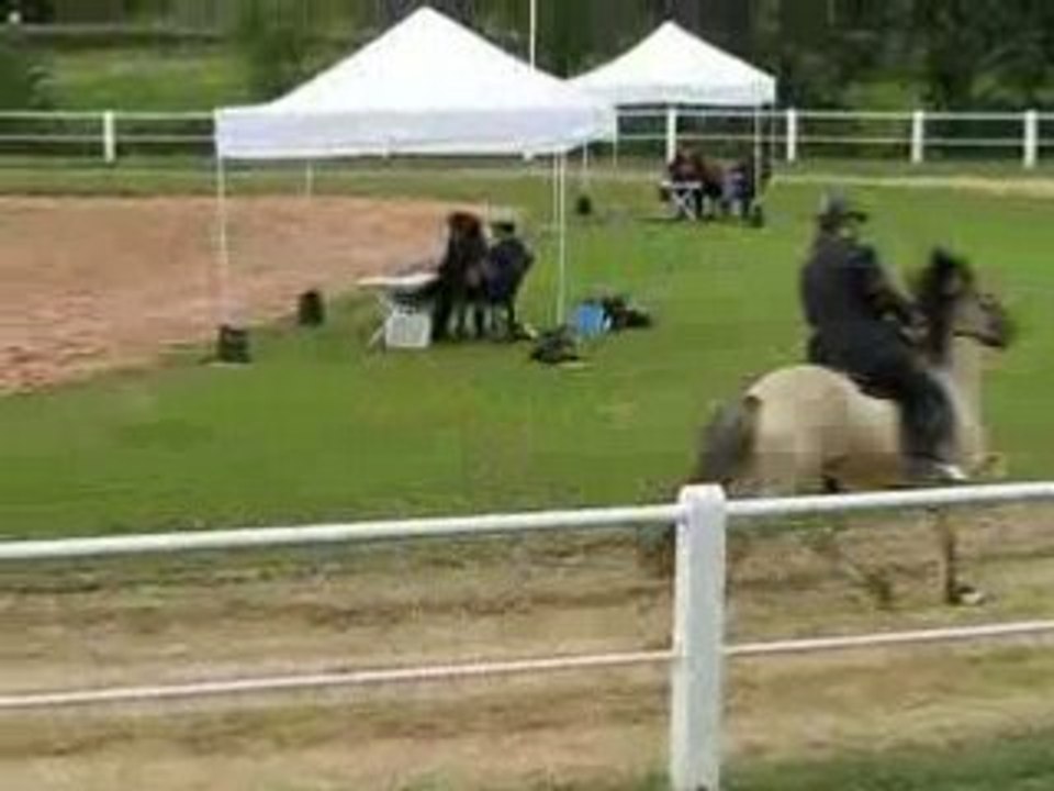 Concours d'allures a Alsting - le Tölt