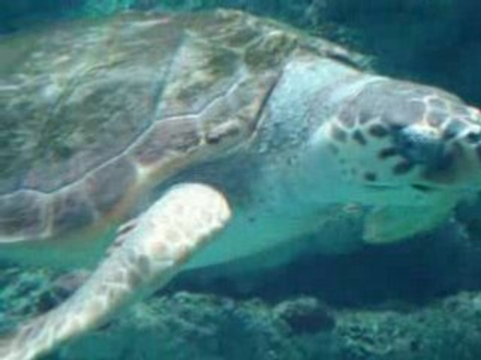 Bretagne aout 2008 océanopolis-brest