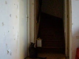 un chat qui saute a la porte