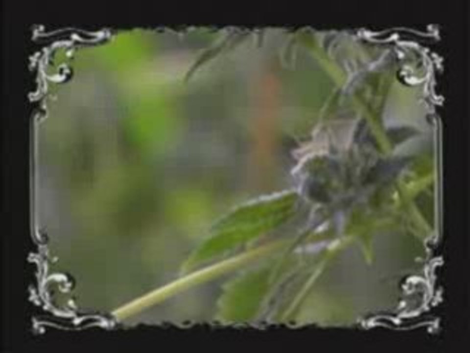 Ludacris - Blueberry Yum Yum