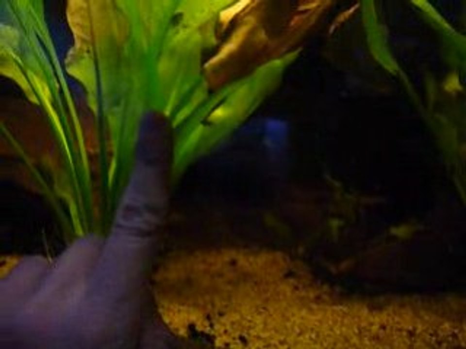 apistogrammas téfé mutum F0 + les petits F1