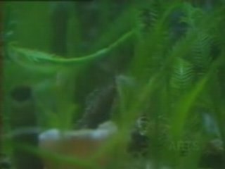 home aquarium equipments