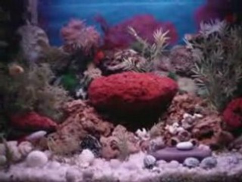 aquarium tips and equipments