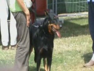 Expo  canine  à Dieppe  juillet 2008