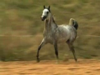 pur sang arabe,étalon Al Shariff