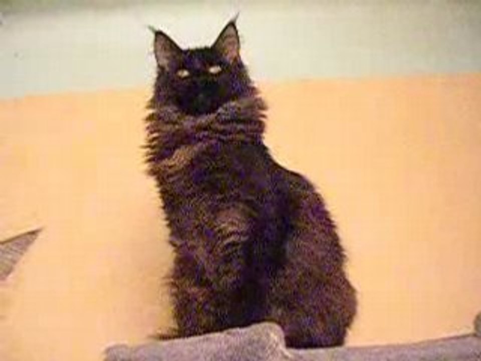 Panthèra