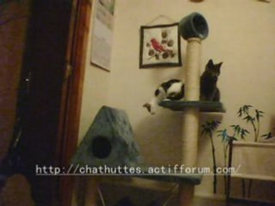 Arbre à chat