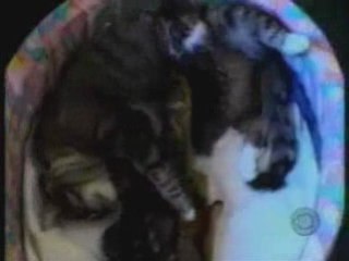 Lachvandedag.nl - Adoptiedieren