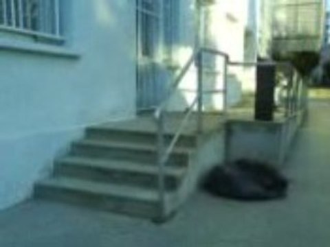 moi sur 4 marches en ollie skate