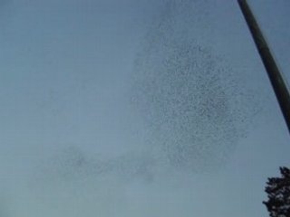 Birds.skyshow@piazzarepublica