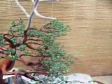 japanese bonsai tutorials and pots