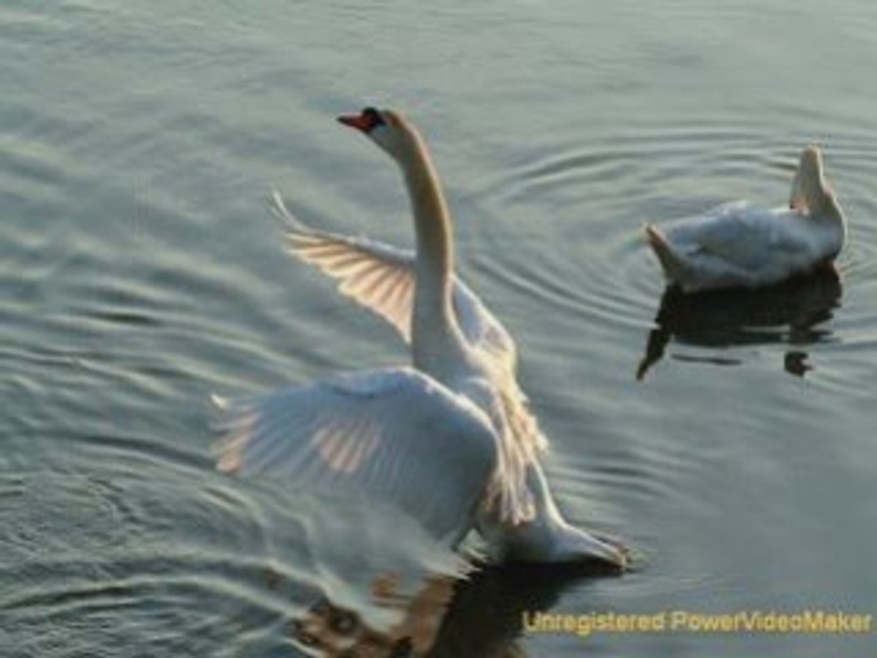 O Lago dos Cisnes