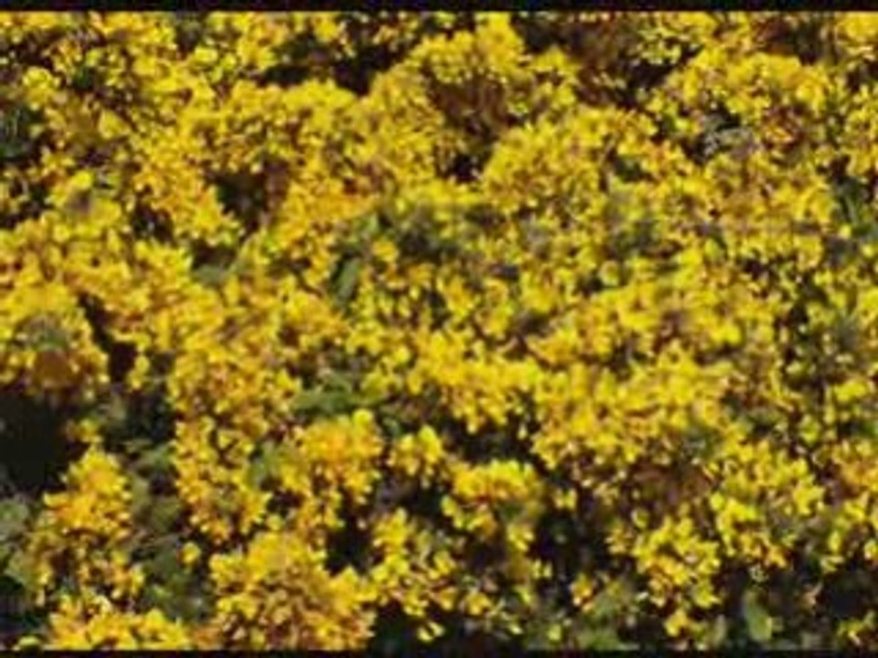 Jsk anwa wigui d imazighen