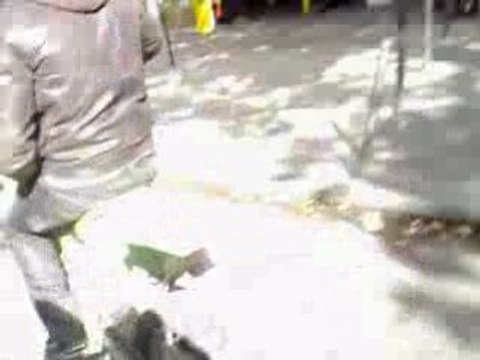 CROSS BITUME BELLEVILLE ZOO