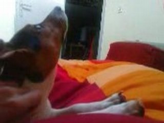 Daïa et les cloches II