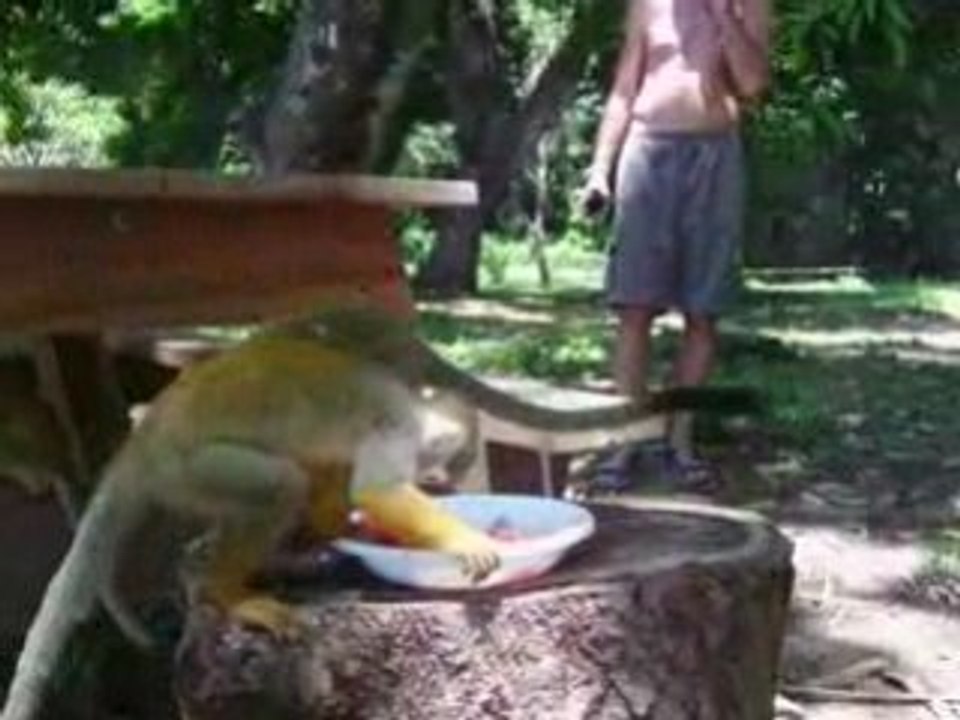 Miquitos 2