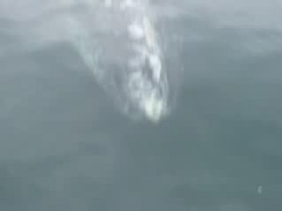 Tofino Baleines